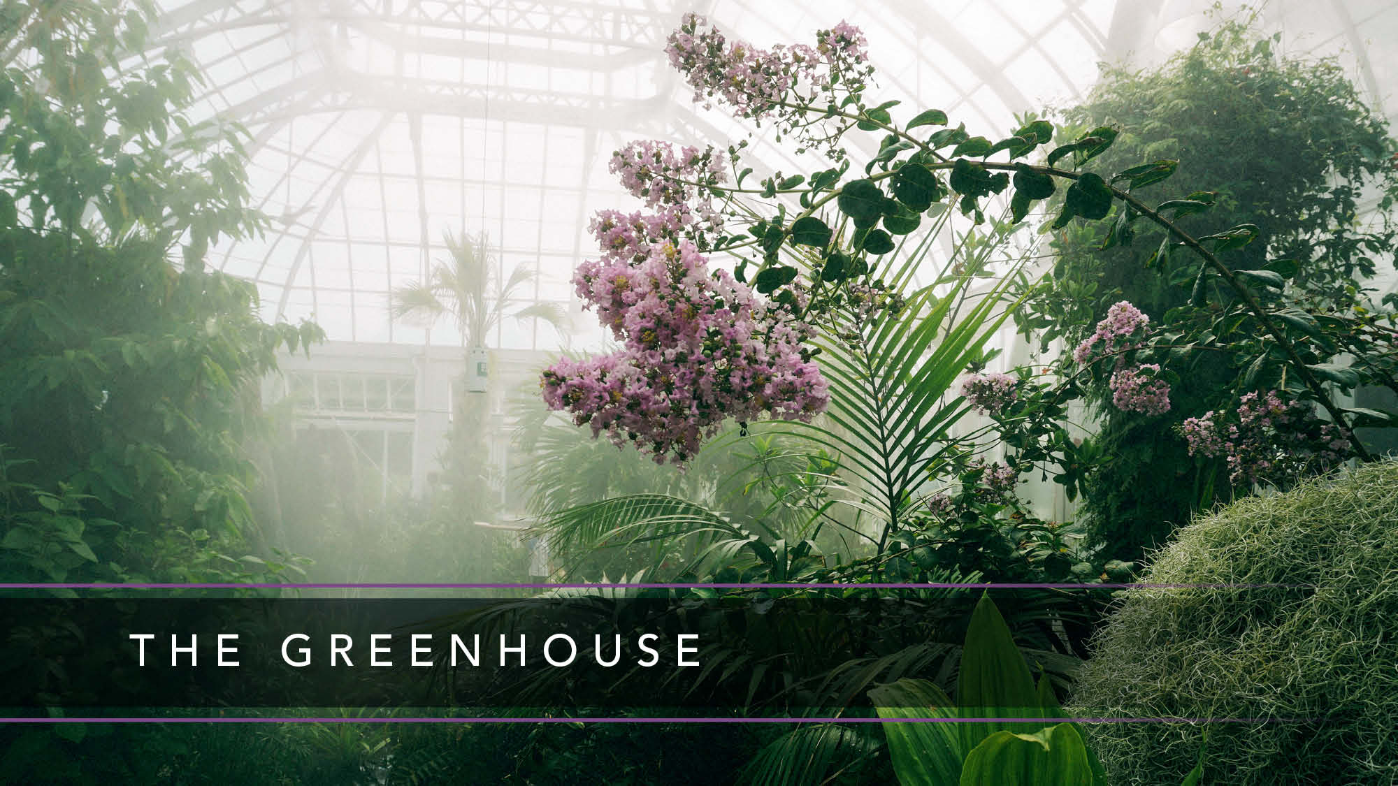The Green House 2024